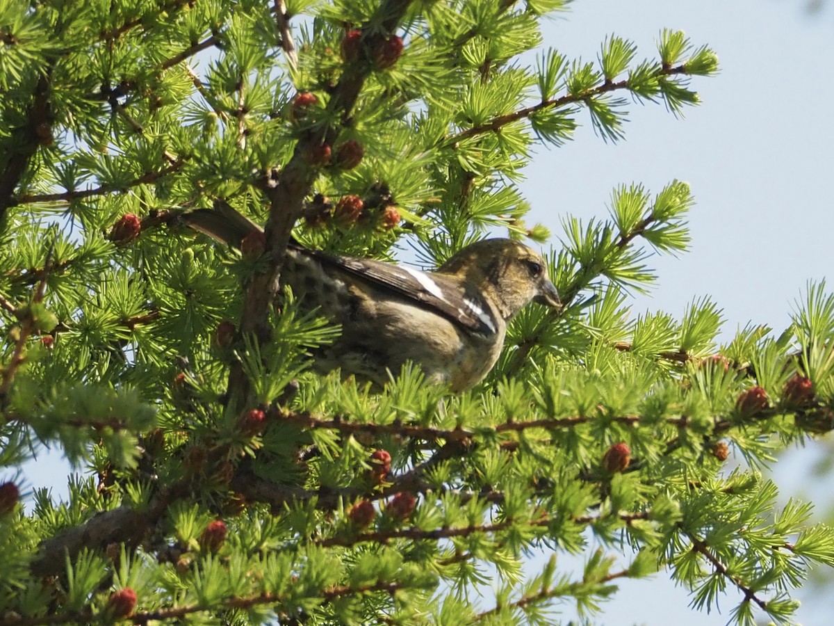 White-winged Crossbill - ML587036801