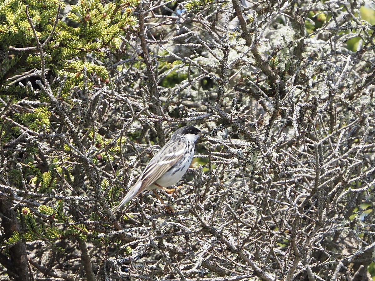 Blackpoll Warbler - J Sicard