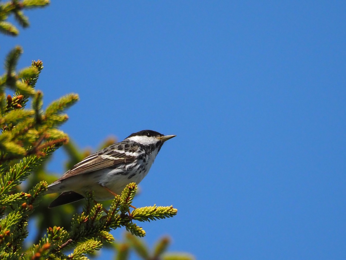 Blackpoll Warbler - J Sicard