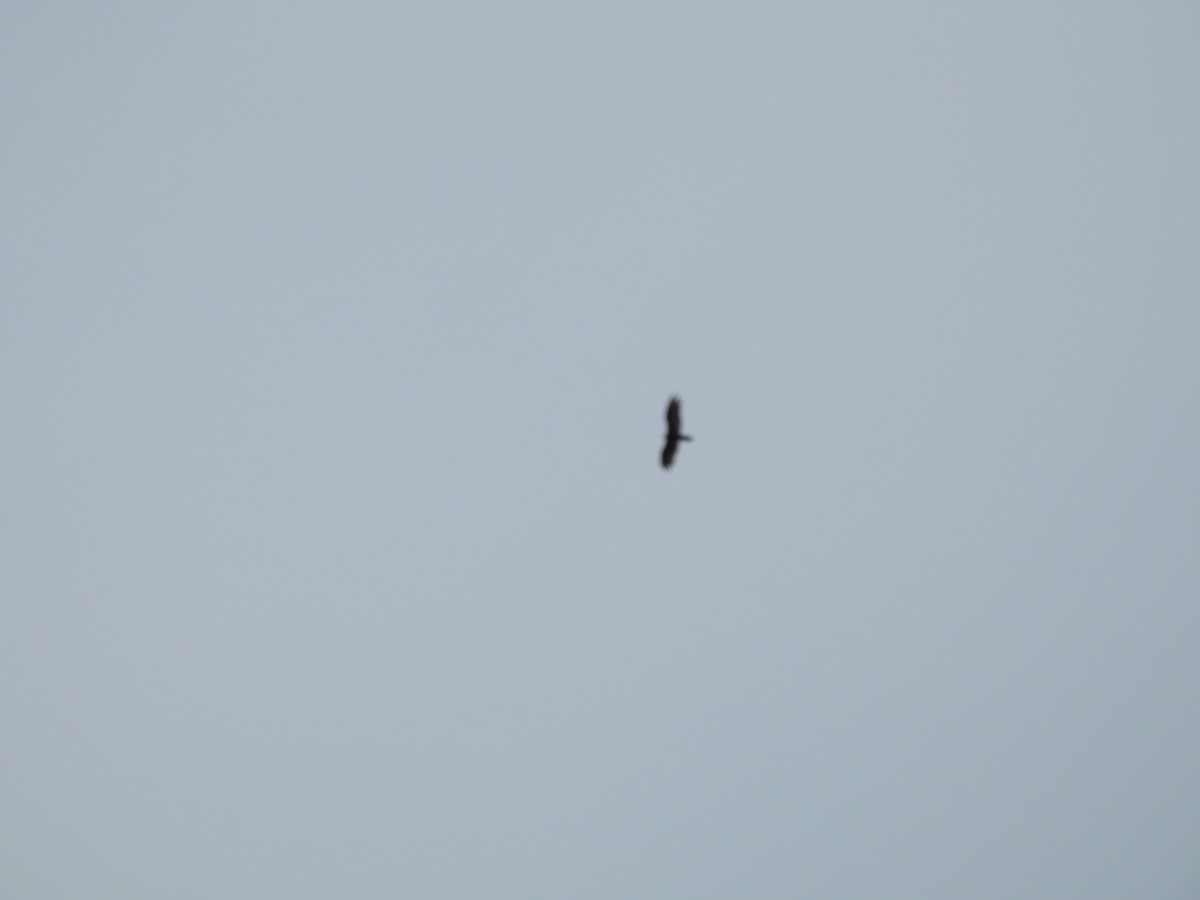 Turkey Vulture - ML587038831