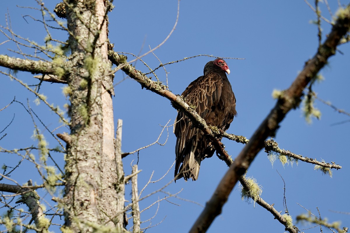 Turkey Vulture - ML587039251