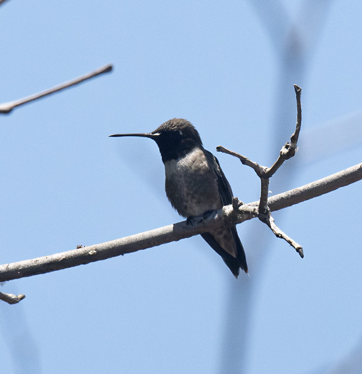 Black-chinned Hummingbird - ML587039751
