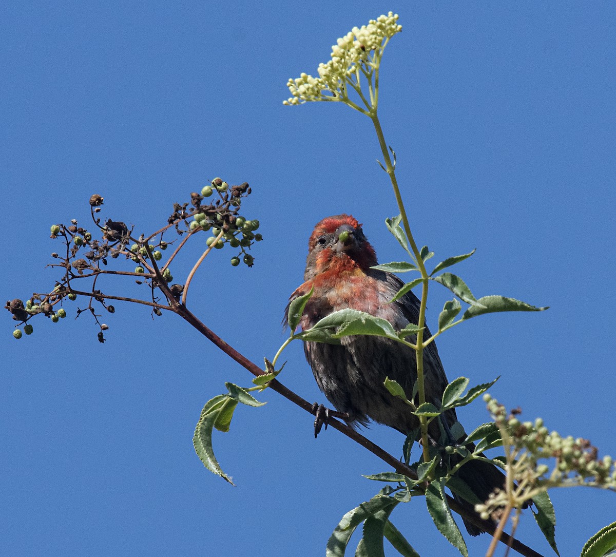 House Finch - ML587041251