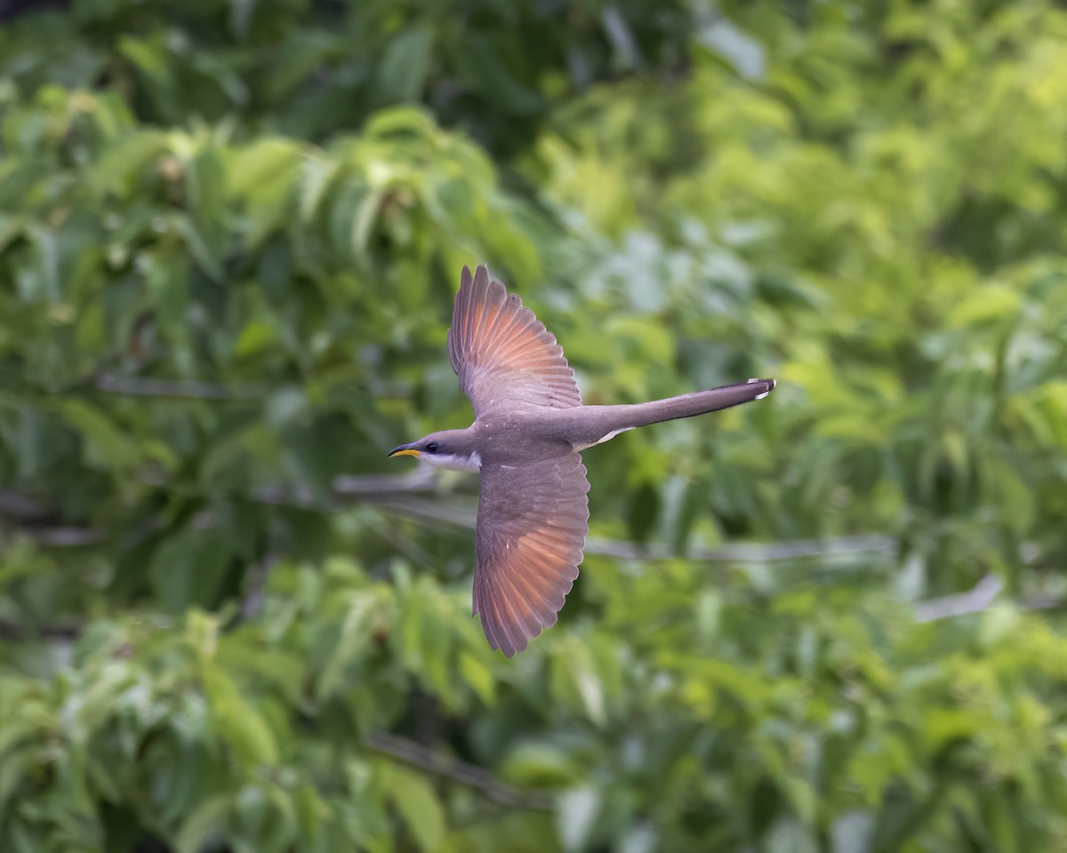 Yellow-billed Cuckoo - ML587041951