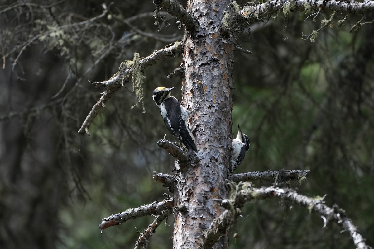 American Three-toed Woodpecker - ML587042841