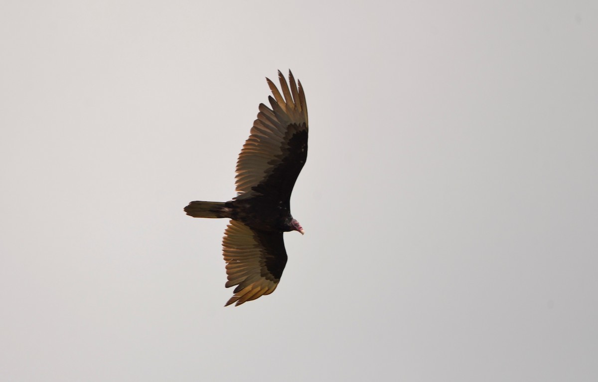 Turkey Vulture - ML587043771