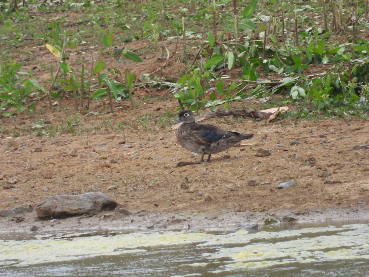 Wood Duck - ML587044011