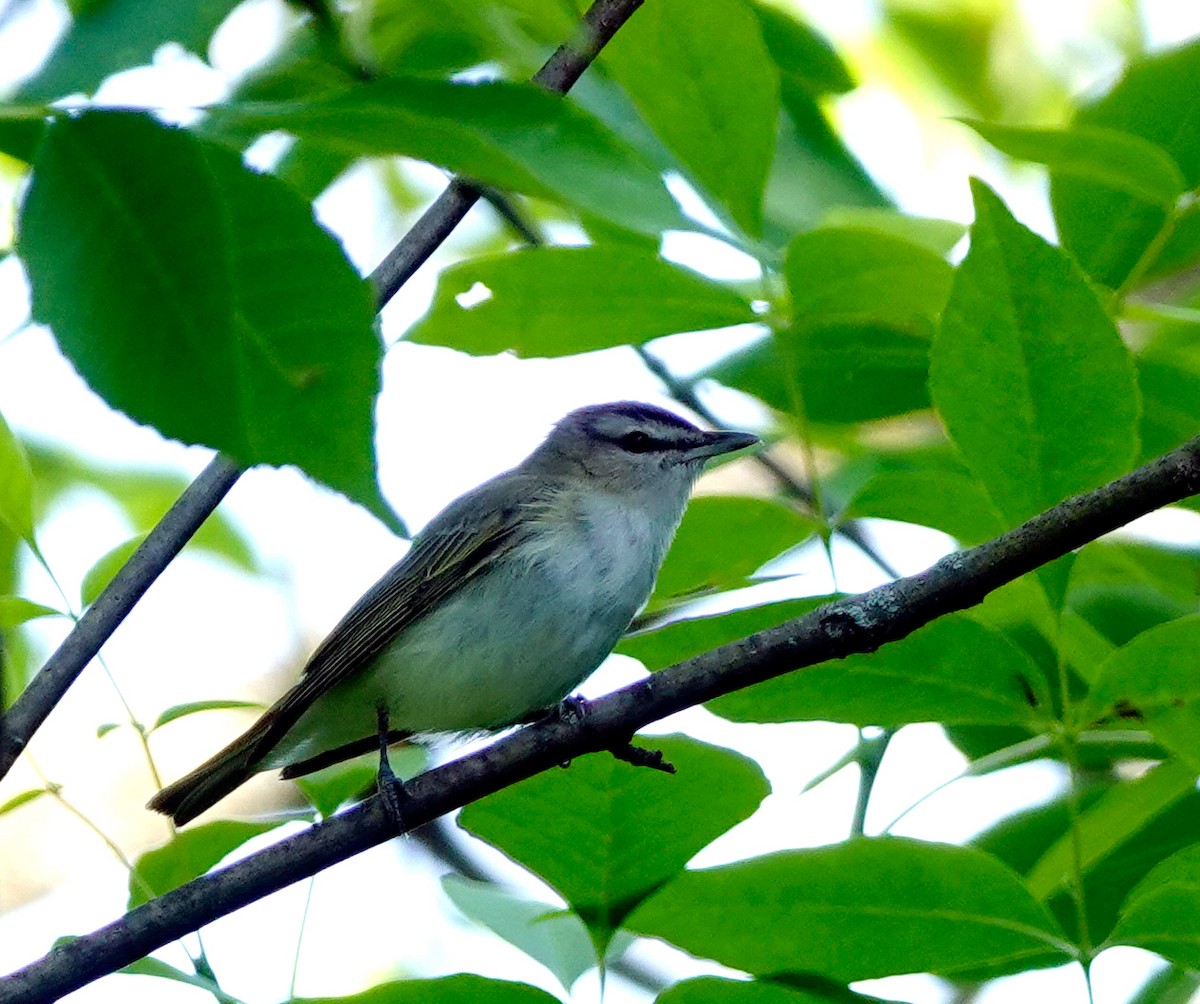 Red-eyed Vireo - ML587046011