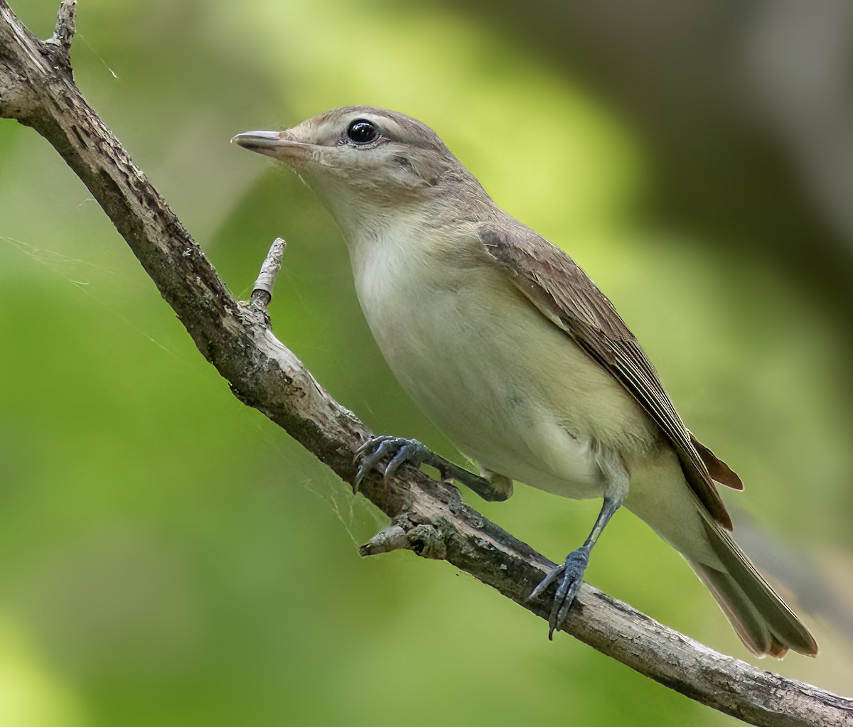 Warbling Vireo (Eastern) - Iris Kilpatrick