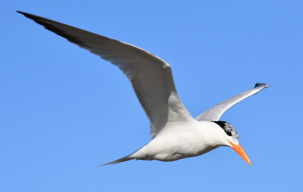 Royal Tern - Duncan  Fraser