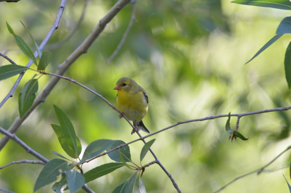 American Goldfinch - ML587046491