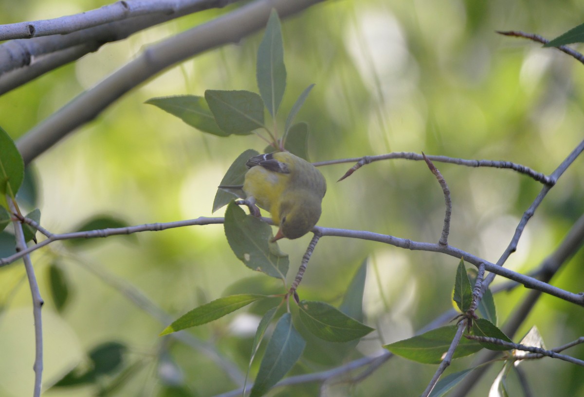 American Goldfinch - ML587046501