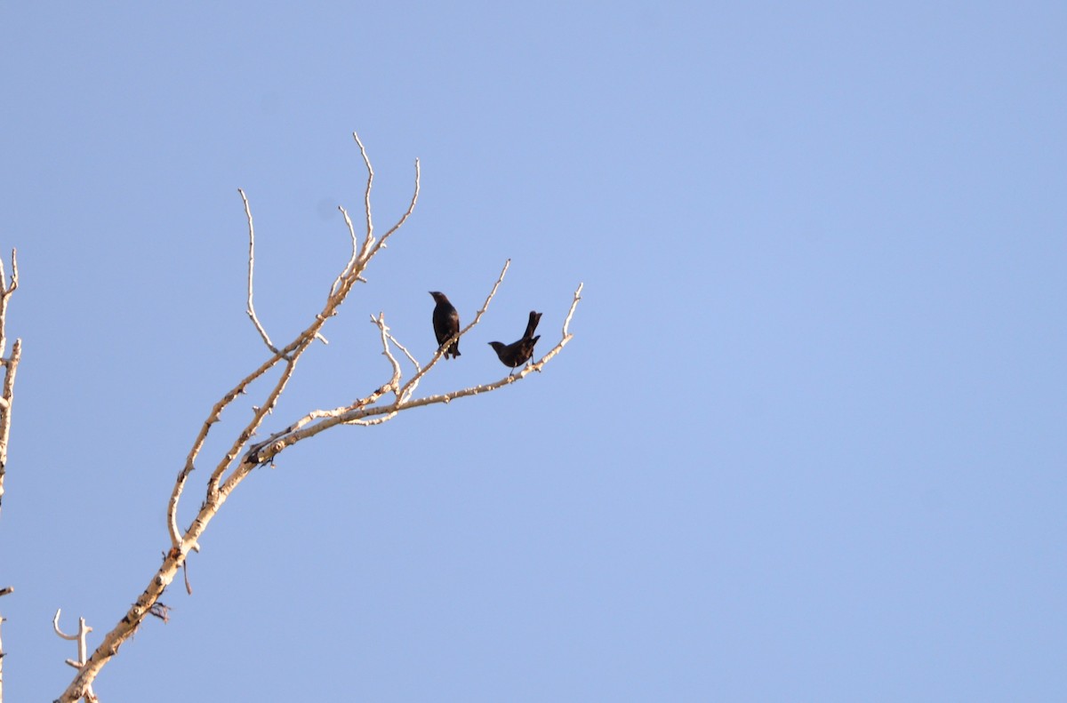 Brown-headed Cowbird - ML587046691