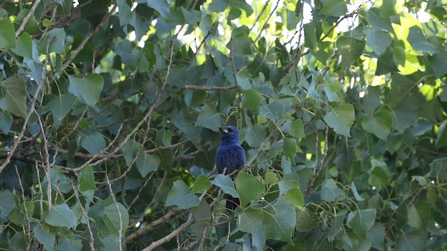 Blue Grosbeak - ML587048391