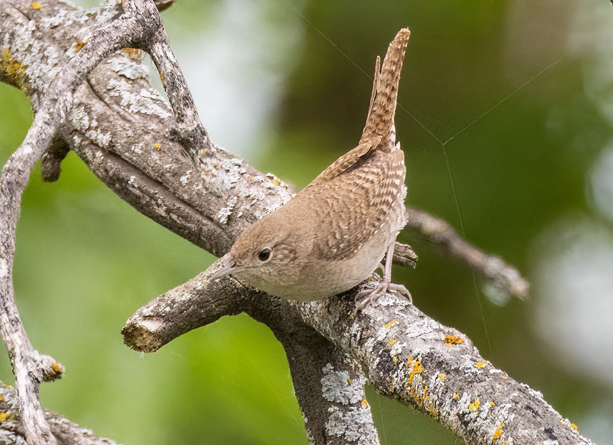 House Wren (Northern) - Iris Kilpatrick