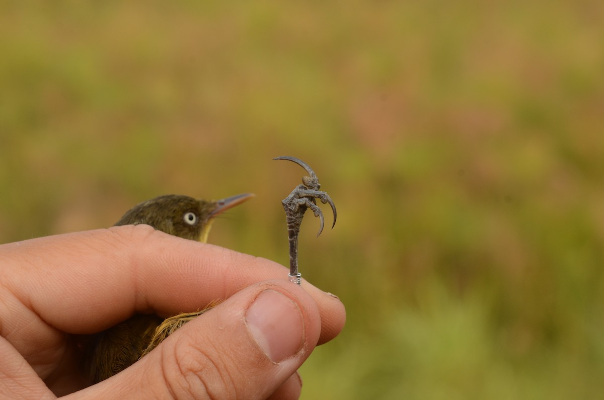 Papyrus Yellow-Warbler (Zambian) - Gabriel Jamie