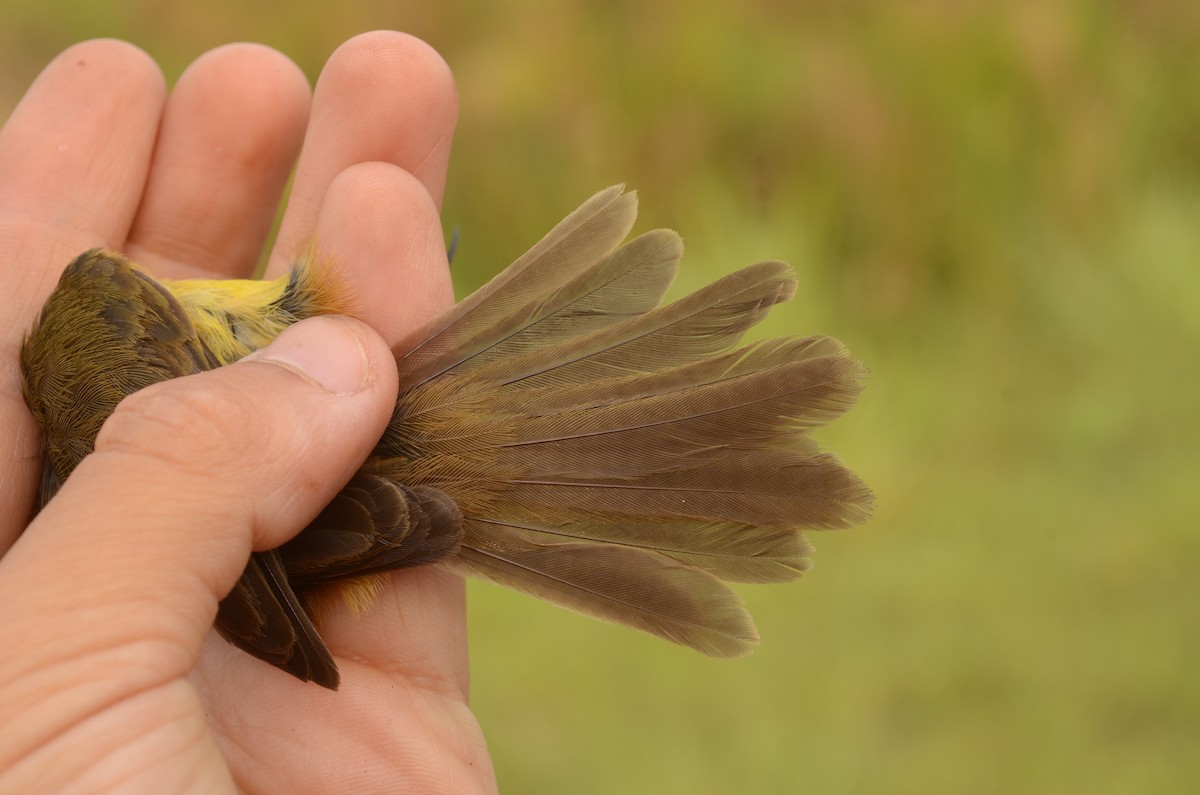 Papyrus Yellow-Warbler (Zambian) - ML587049661