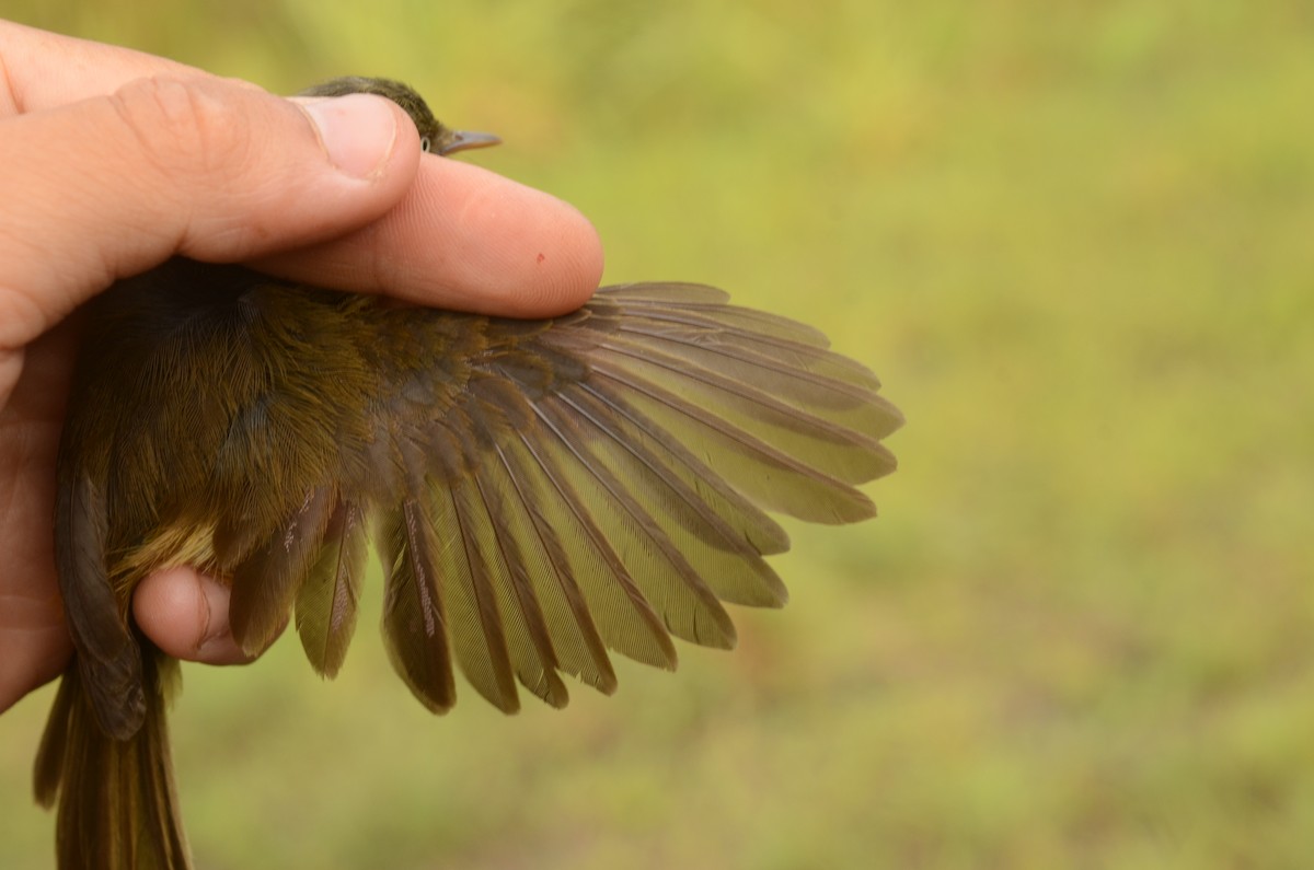 Papyrus Yellow-Warbler (Zambian) - ML587049681