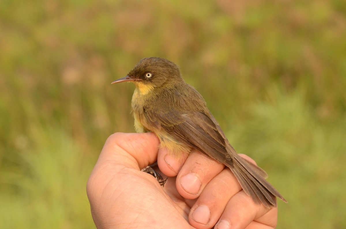 Papyrus Yellow-Warbler (Zambian) - ML587049861