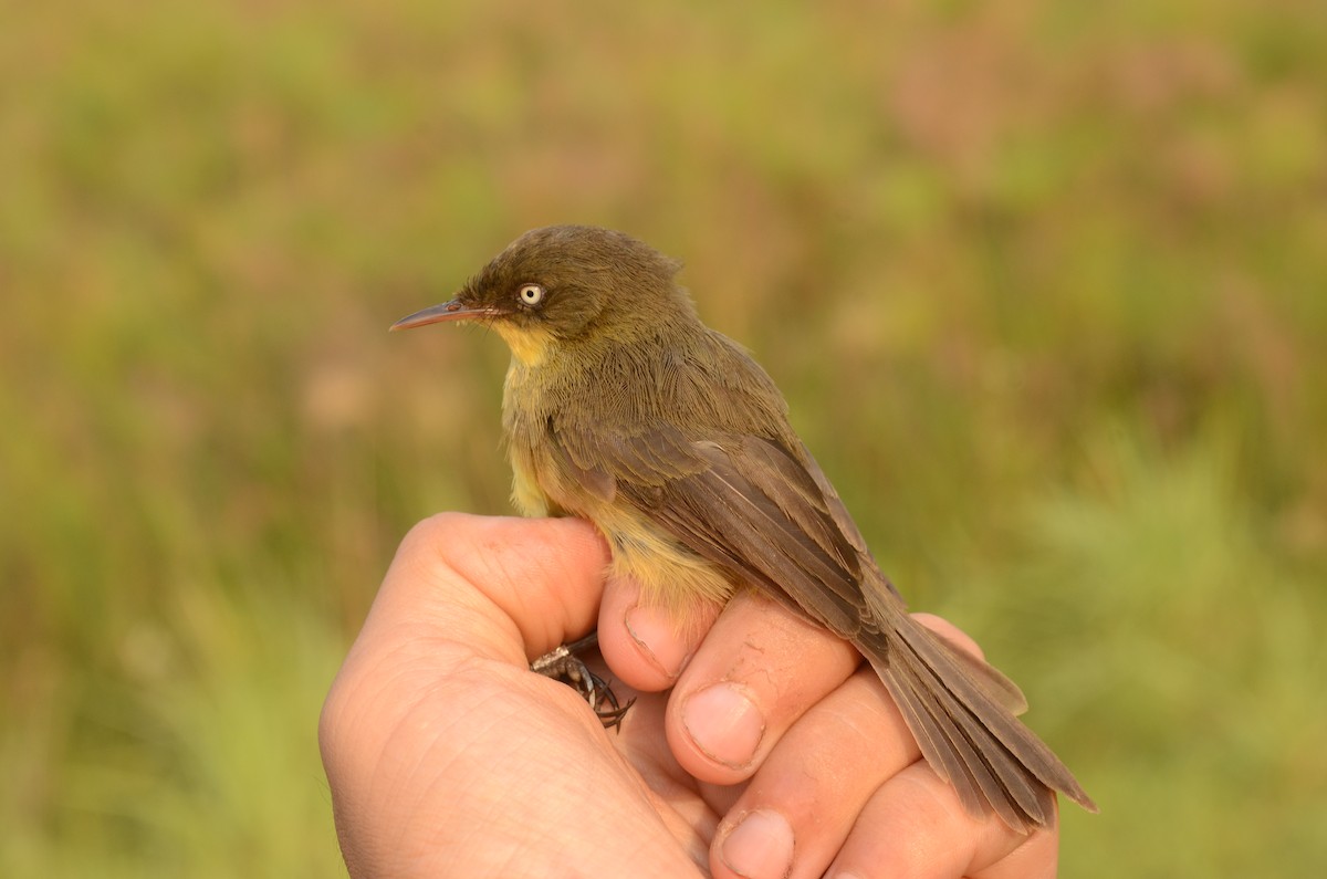 Papyrus Yellow-Warbler (Zambian) - ML587049871