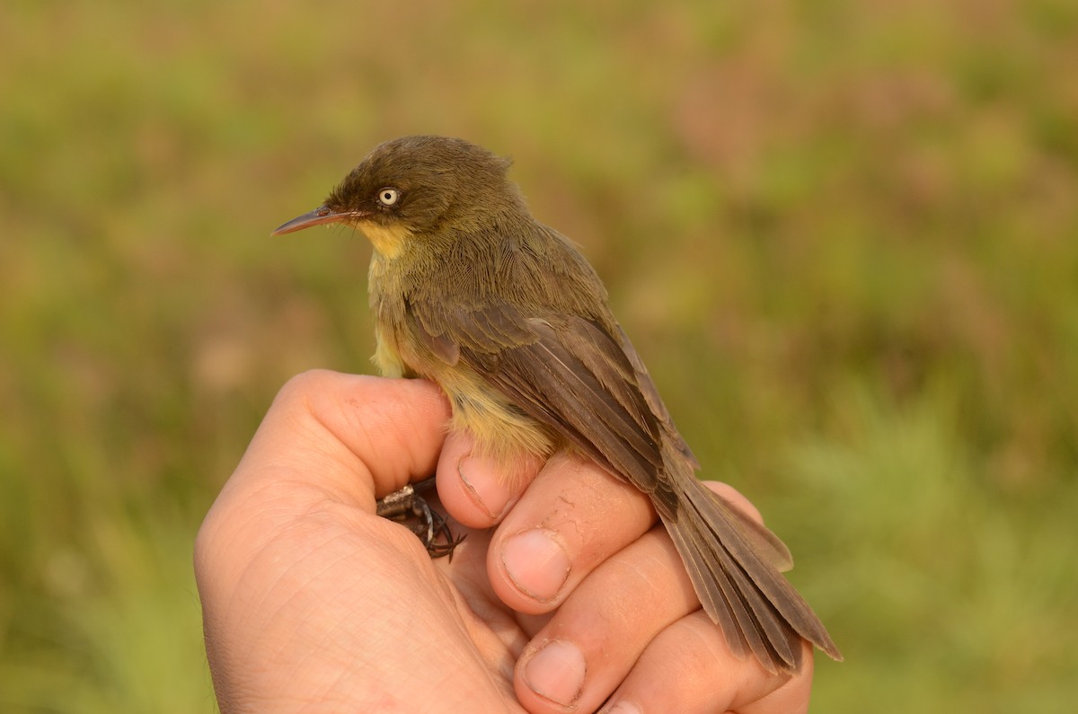 Papyrus Yellow-Warbler (Zambian) - ML587049881