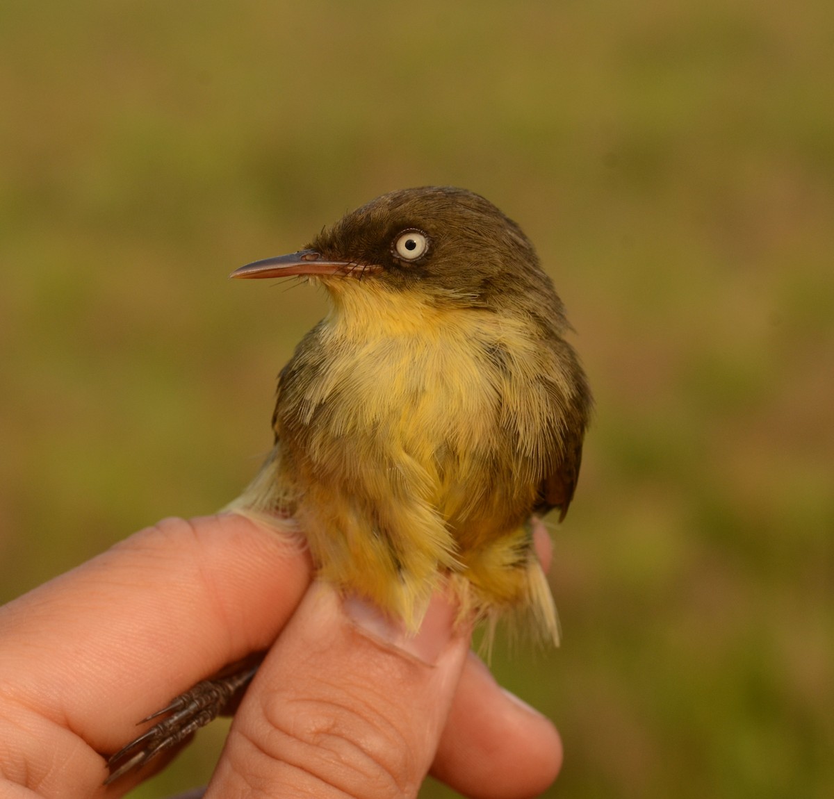 Papyrus Yellow-Warbler (Zambian) - ML587050011