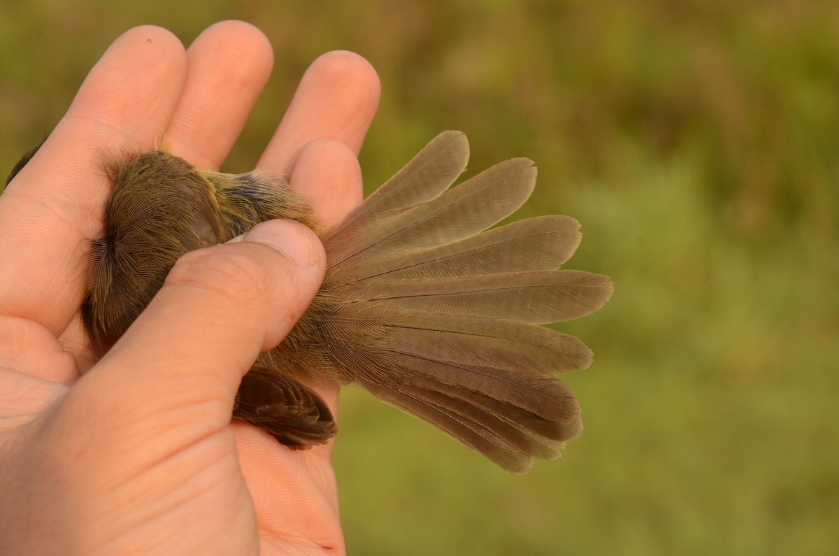 Papyrus Yellow-Warbler (Zambian) - ML587050151