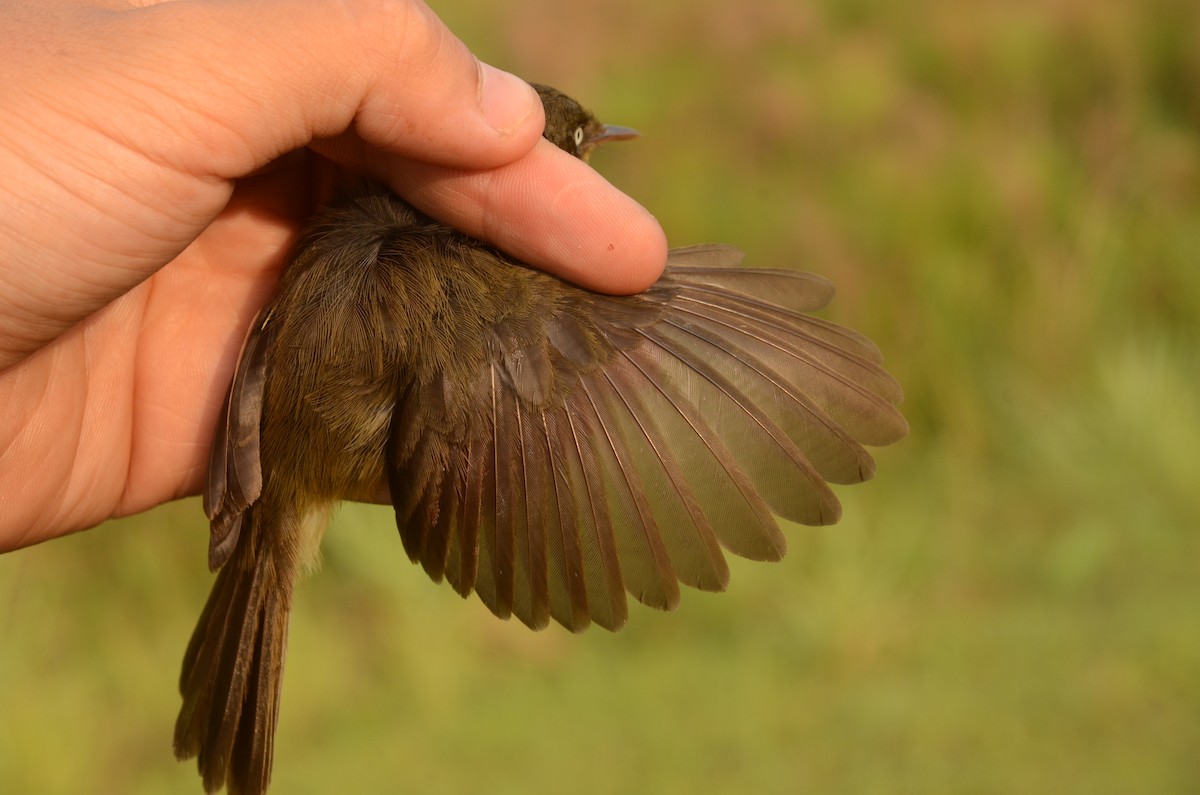 Papyrus Yellow-Warbler (Zambian) - ML587050181