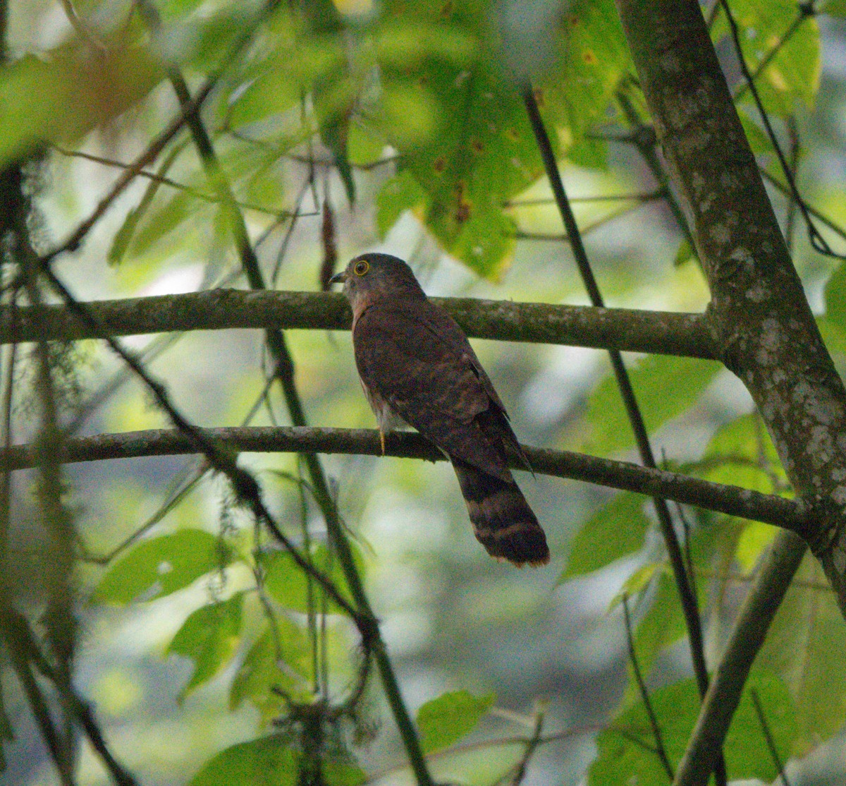 Hodgson's Hawk-Cuckoo - ML587050971
