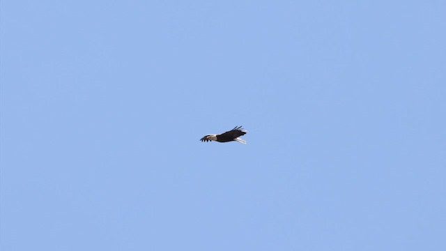 Bald Eagle - ML587052391