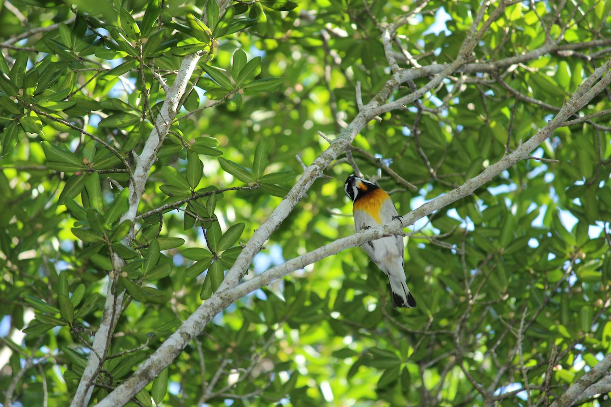 Western Spindalis (Bahamas Black-backed) - ML587052411