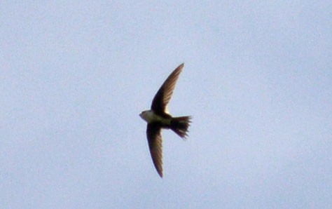 White-throated Swift - ML58705271