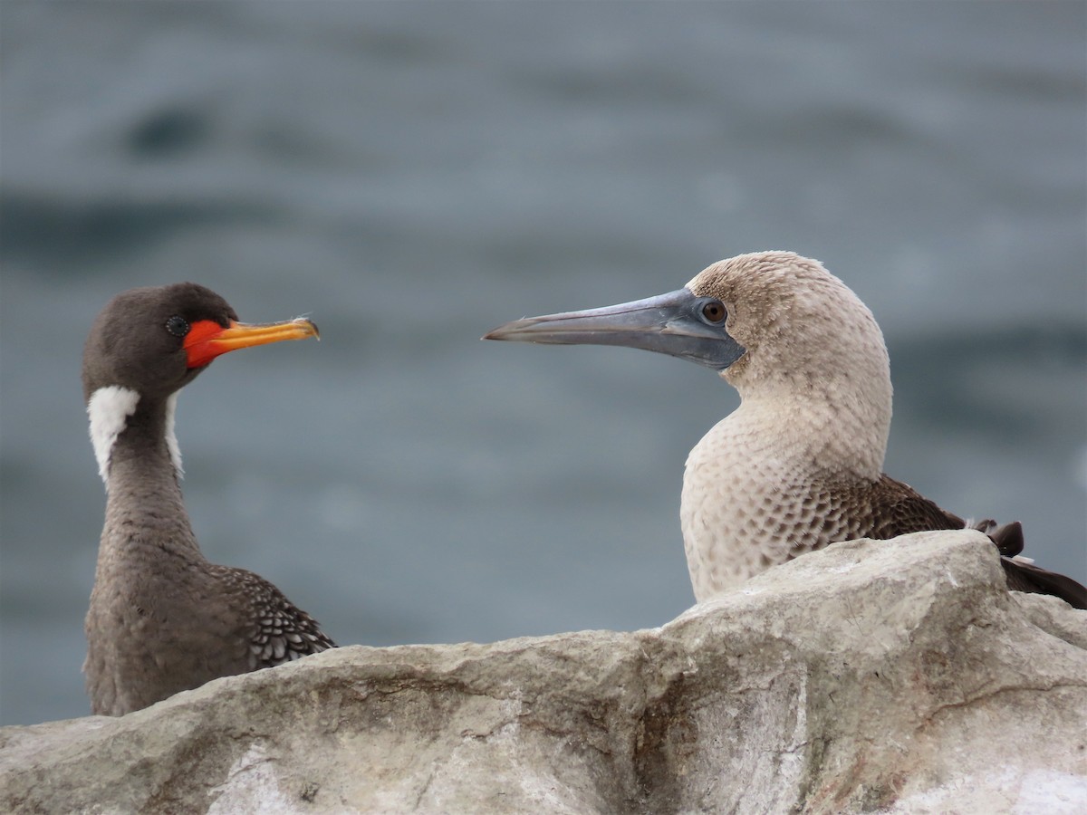 Peruvian Booby - ML587052791