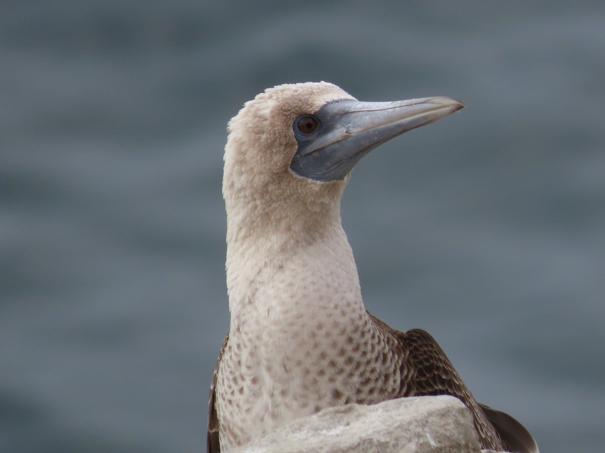 Peruvian Booby - ML587052801