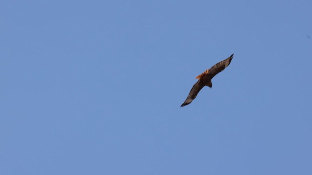 Red-tailed Hawk (calurus/alascensis) - ML587052941