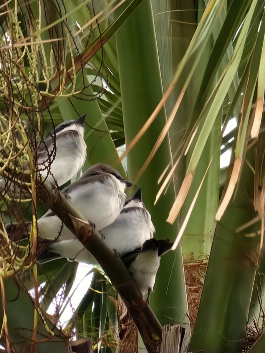 Gray Kingbird - ML587053691