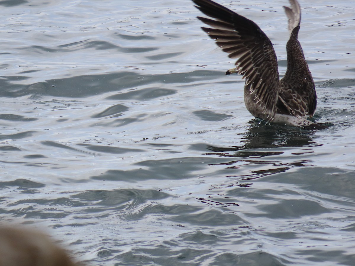 Belcher's Gull - ML587054141