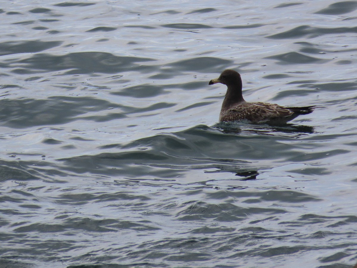 Belcher's Gull - ML587054151