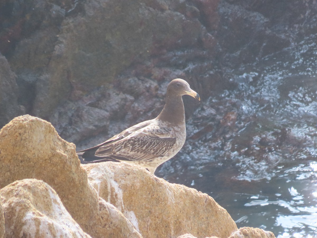 Belcher's Gull - ML587054161