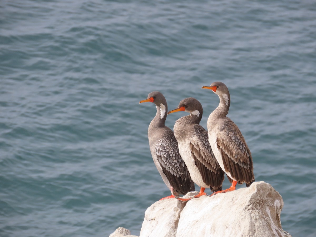 Red-legged Cormorant - ML587054851