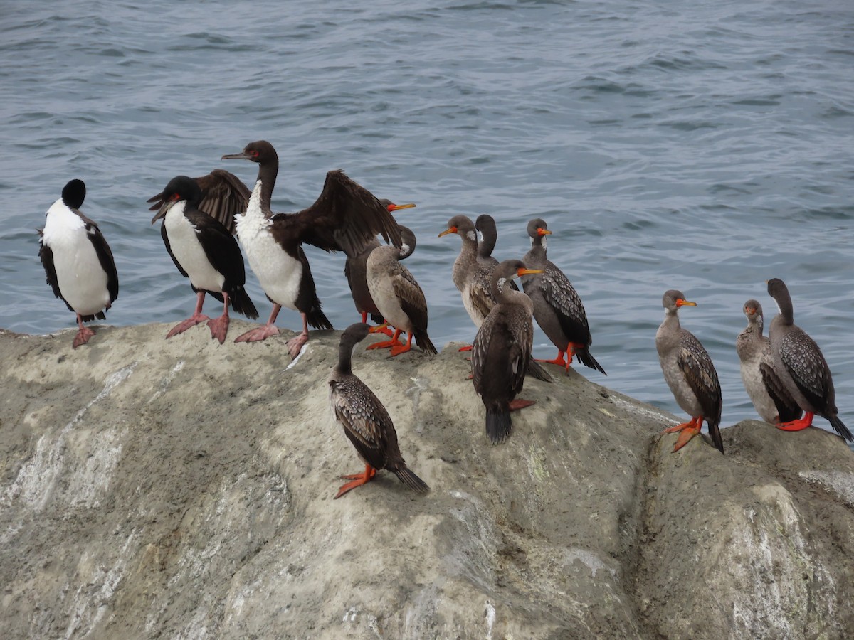 Red-legged Cormorant - ML587054861