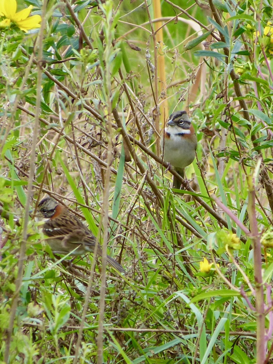 Rufous-collared Sparrow - ML58705751