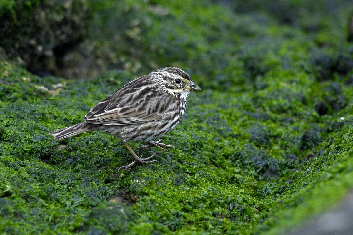 Savannah Sparrow (Belding's) - ML587058561