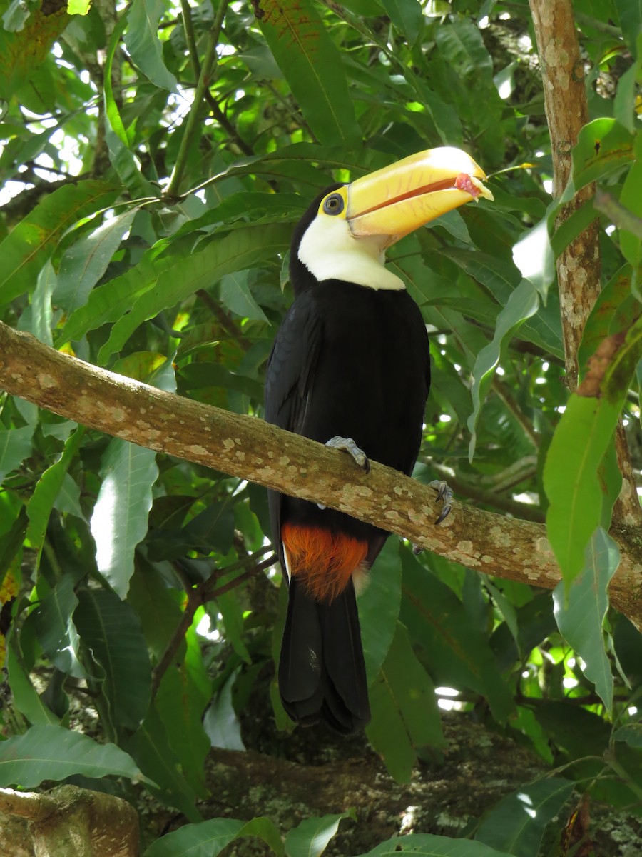 Toco Toucan - ML587059201