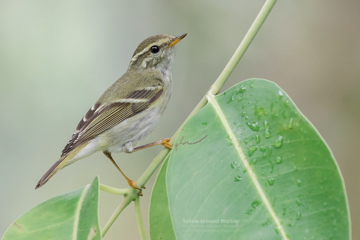 Yellow-browed Warbler - Natthaphat Chotjuckdikul