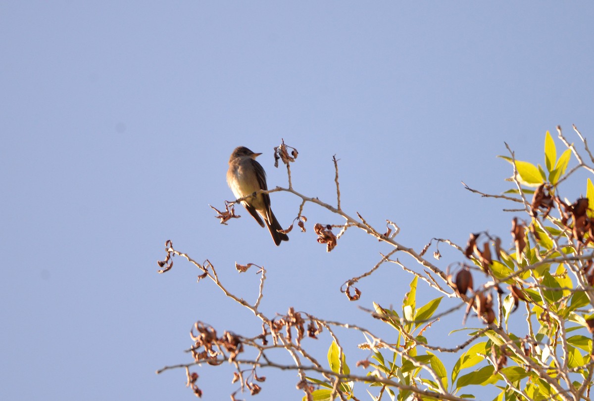 Western Wood-Pewee - ML587060391