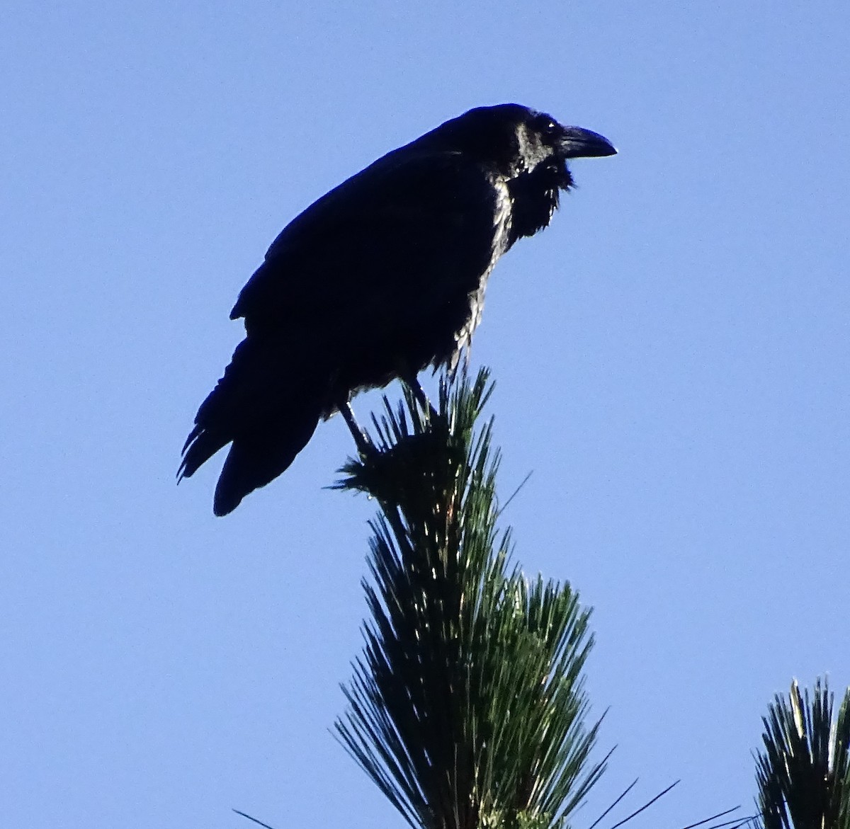 Corvo imperiale - ML587060401