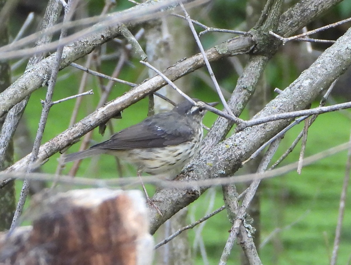 Louisiana Waterthrush - ML587060431