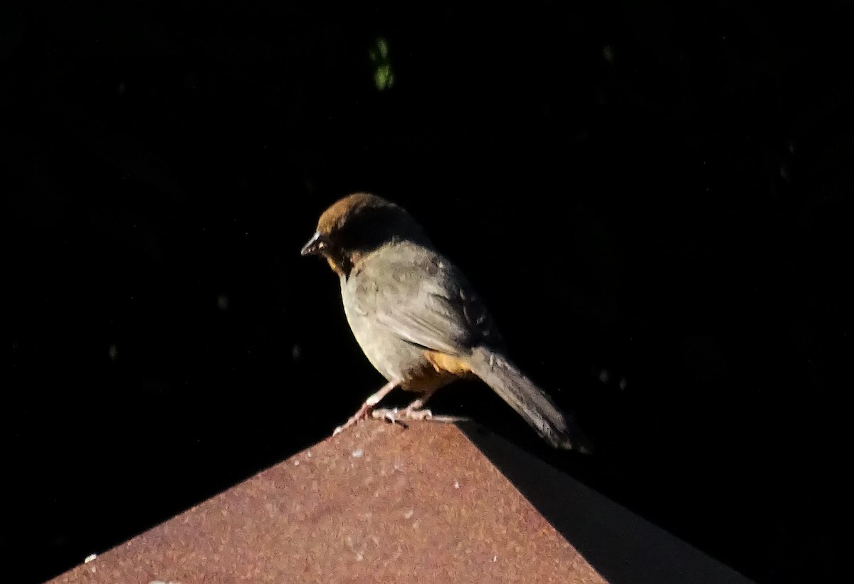 kaliforniatovi - ML587060701