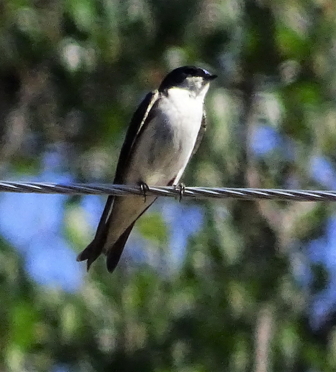 Tree Swallow - ML587060891